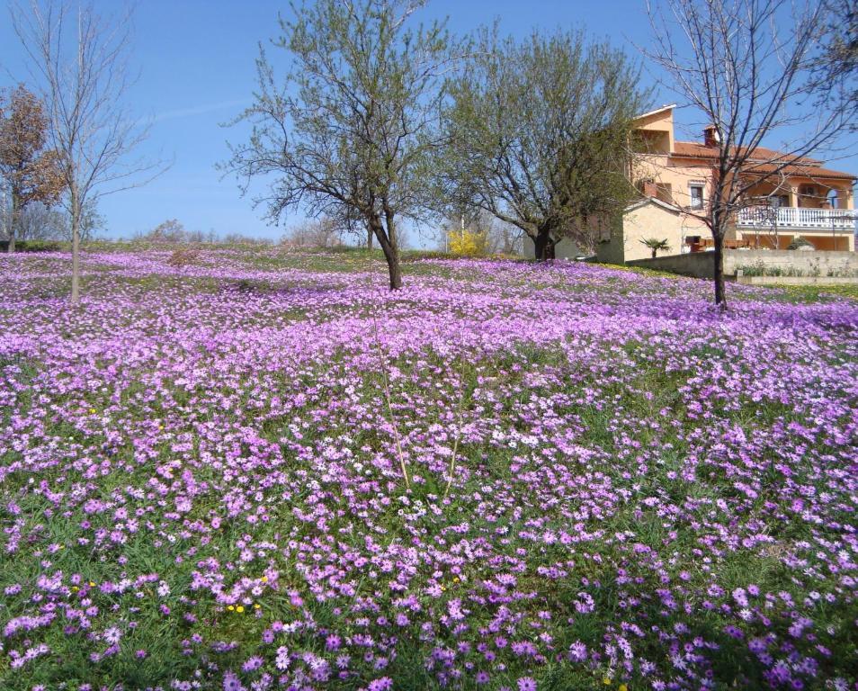 Apartments Alice Green Oasis - Porec Camera foto