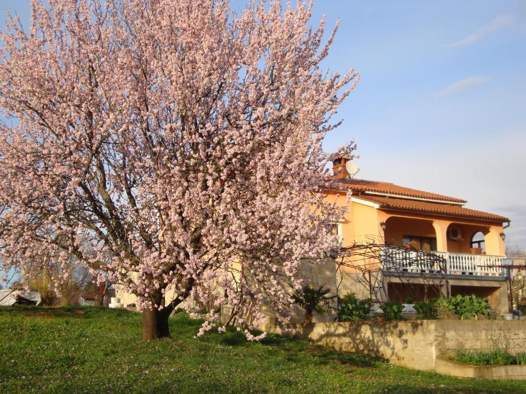 Apartments Alice Green Oasis - Porec Esterno foto